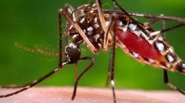 Nyamuk Aedes. Sumber: Gathany J, CDC PHIL, 2006.