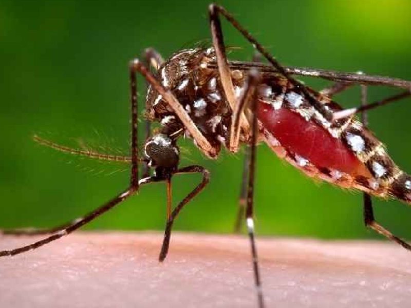Nyamuk Aedes. Sumber: Gathany J, CDC PHIL, 2006.