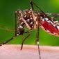 Nyamuk Aedes. Sumber: Gathany J, CDC PHIL, 2006.