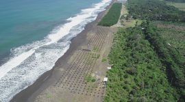 KKP: Pembangunan Sarana dan Prasarana Vegetasi Pantai Dilakukan di Kebumen dan Jember. (Foto:pelopor.id/KKP)