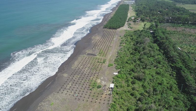 KKP: Pembangunan Sarana dan Prasarana Vegetasi Pantai Dilakukan di Kebumen dan Jember. (Foto:pelopor.id/KKP)