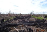KLHK Gugat Dua Perusahaan Pembakar Hutan dan Lahan di Kalimantan. (Foto:Pelopor.id/KLHK)