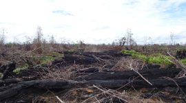 KLHK Gugat Dua Perusahaan Pembakar Hutan dan Lahan di Kalimantan. (Foto:Pelopor.id/KLHK)