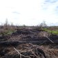 KLHK Gugat Dua Perusahaan Pembakar Hutan dan Lahan di Kalimantan. (Foto:Pelopor.id/KLHK)