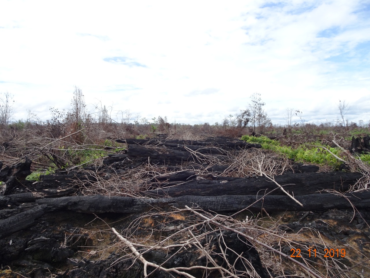 KLHK Gugat Dua Perusahaan Pembakar Hutan dan Lahan di Kalimantan