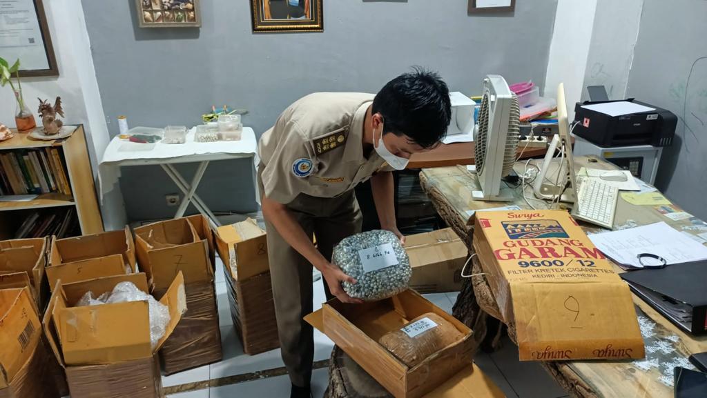 Ekspor Mutiara Laut NTB Meningkat Hampir 100%