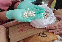 Ekspor Mutiara Laut NTB Meningkat Hampir 100%. (Foto:Pelopor.id/KKP)