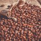 Ilustrasi biji kopi. (Foto: Pelopor.id/Pixabay) 