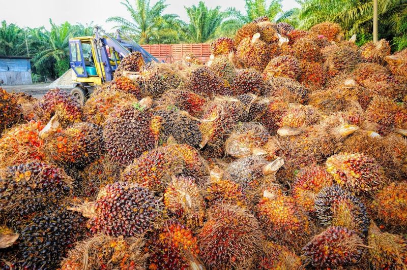 Tumpukan kelapa sawit. (Foto: Pelopor.id/Pixabay) 