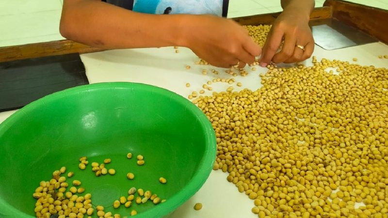 ilustrasi kedelai. (Foto:Pelopor.id/Kementan)