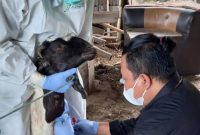 Penanganan Kasus Antrax di Gunung Kidul. (Foto:Pelopor.id/Kementan)