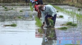 Perhimpunan Sarjana Pertanian Indonesia Dorong Penggunaan Pupuk Organik Untuk Pertanian Berkelanjutan. (Foto:Pelopor.id/Kementan)