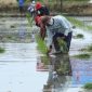 Perhimpunan Sarjana Pertanian Indonesia Dorong Penggunaan Pupuk Organik Untuk Pertanian Berkelanjutan. (Foto:Pelopor.id/Kementan)