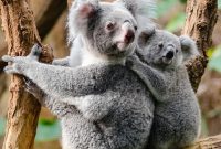 Koala. (Foto:Pelopor.id/Pixabay/Pexels)