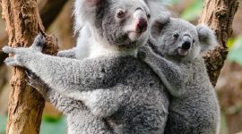 Koala. (Foto:Pelopor.id/Pixabay/Pexels)