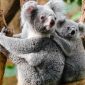 Koala. (Foto:Pelopor.id/Pixabay/Pexels)