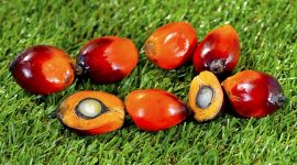 Ilustrasi sawit. (Foto: Pelopor.id/Pixabay)