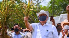 Pemerintah Dorong Optimalisasi Budidaya Padi Gogo. (Foto: Pelopor.id/ekon.go.id)