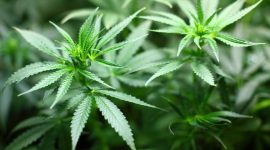Ilustrasi daun ganja. (Foto: Pelopor.id/Pixabay) 