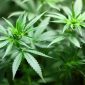 Ilustrasi daun ganja. (Foto: Pelopor.id/Pixabay) 