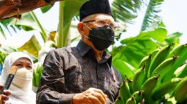 Wakil Presiden RI Ma'ruf Amin saat memberi sambutan pada acara Panen Perdana Pisang Cavendish Berorientasi Ekspor di Kabupaten Ponorogo, Provinsi Jawa Timur, Rabu (30/03/2022). (Foto:Kemenko Perekonomian)