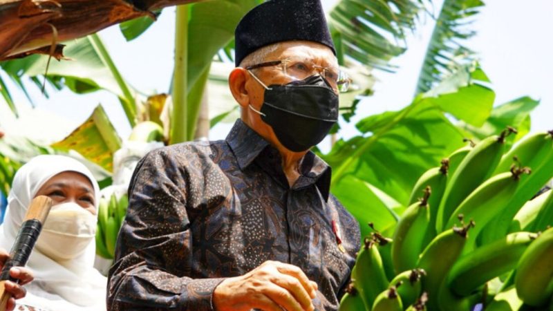 Wakil Presiden RI Ma'ruf Amin saat memberi sambutan pada acara Panen Perdana Pisang Cavendish Berorientasi Ekspor di Kabupaten Ponorogo, Provinsi Jawa Timur, Rabu (30/03/2022). (Foto:Kemenko Perekonomian)