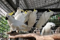 Hari Bakti Rimbawan ke-39, BKSDA Yogyakarta dan Maluku Translokasikan 18 Ekor Parrot. (Foto:Pelopor.id/KLHK)