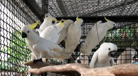 Hari Bakti Rimbawan ke-39, BKSDA Yogyakarta dan Maluku Translokasikan 18 Ekor Parrot. (Foto:Pelopor.id/KLHK)