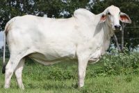 Ilustrasi sapi potong. (Foto:Pixabay/ericojuniormorais0)