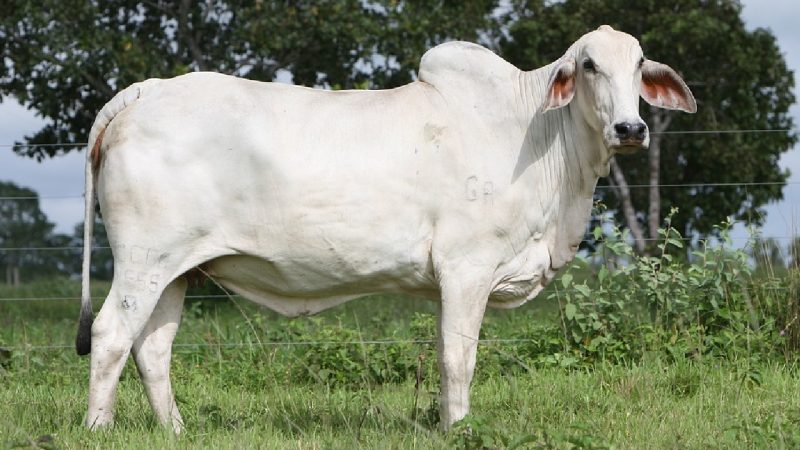 Ilustrasi sapi potong. (Foto:Pixabay/ericojuniormorais0)