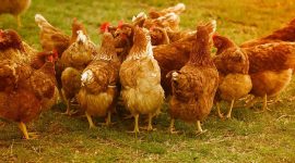 Ilustrasi peternakan ayam. (Foto: Pelopor.id/Pixabay/Alexas_Fotos) 