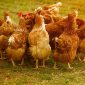Ilustrasi peternakan ayam. (Foto: Pelopor.id/Pixabay/Alexas_Fotos) 