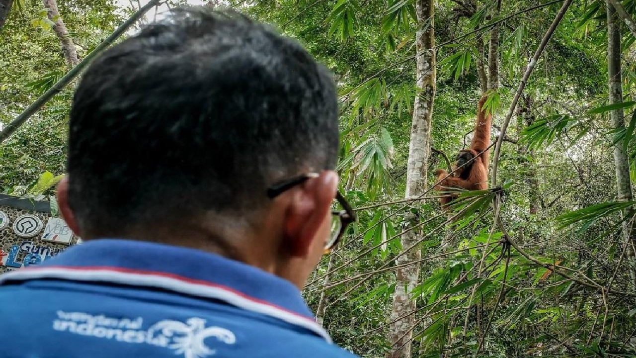 Sandiaga Uno Dicegat Orang Utan Saat Kunjungi Destinasi Wisata Bukit Lawang