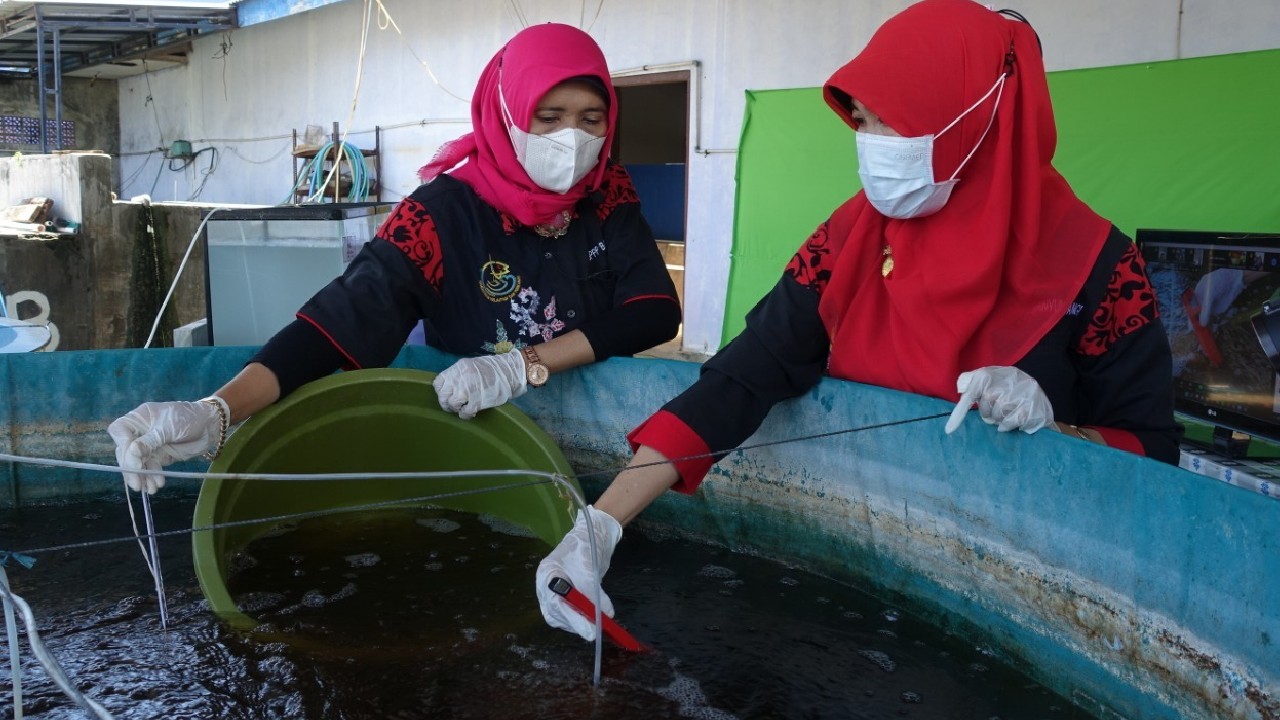 Keunggulan Bisnis Ikan Hias, Lebih Fleksibel dan Nilai Jualnya Tinggi