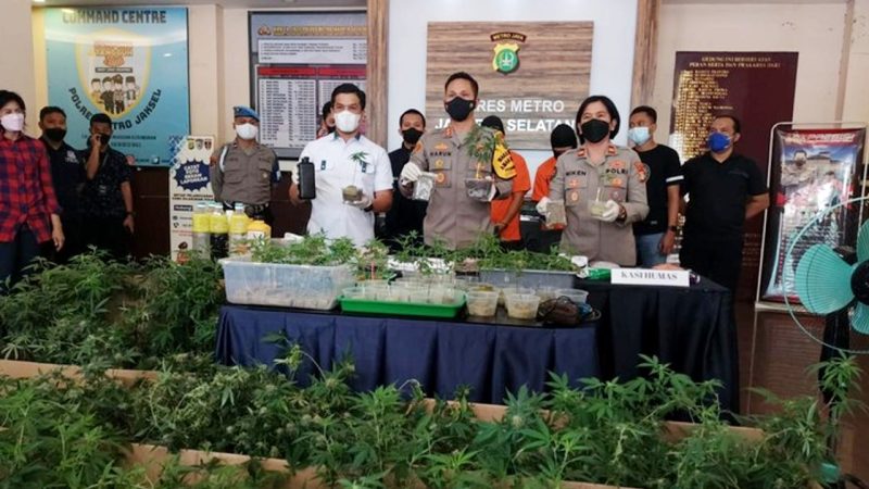 Polres Metro Jakarta Selatan merilis kasus budidaya ganja hidpronik di sebuah apartemen di Bekasi, Jabar. (Foto: Pelopor.id/Polri))