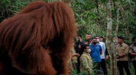 Sandiaga Uno Dicegat Orang Utan Saat Kunjungi Destinasi Wisata Bukit Lawang. (Foto:kemenparekraf)