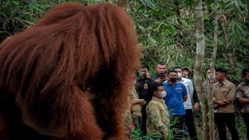 Sandiaga Uno Dicegat Orang Utan Saat Kunjungi Destinasi Wisata Bukit Lawang. (Foto:kemenparekraf)