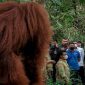 Sandiaga Uno Dicegat Orang Utan Saat Kunjungi Destinasi Wisata Bukit Lawang. (Foto:kemenparekraf)