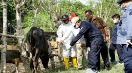 Pemeriksaan Penyakit Mulut dan Kuku (PMK) pada sapi. (Foto:Kementan) 