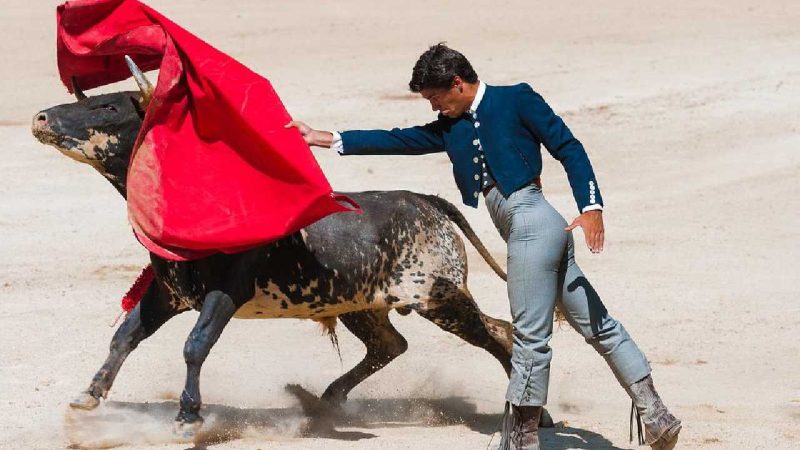 Ilustrasi adu banteng. (Foto: Pelopor.id/Pixabay/caropat) 