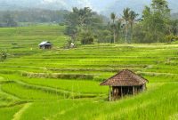 Caption: Hamparan sawah Jatiluwih, Bali. (Foto: Pelopor.id/Unsplash/Ilya Zoria) 