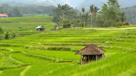 Caption: Hamparan sawah Jatiluwih, Bali. (Foto: Pelopor.id/Unsplash/Ilya Zoria) 