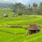 Caption: Hamparan sawah Jatiluwih, Bali. (Foto: Pelopor.id/Unsplash/Ilya Zoria) 