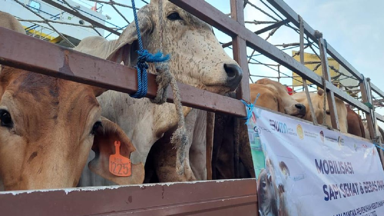 ID FOOD Lewat Berdikari Pasok 450 Ekor Sapi dari Sulsel untuk Idul Adha