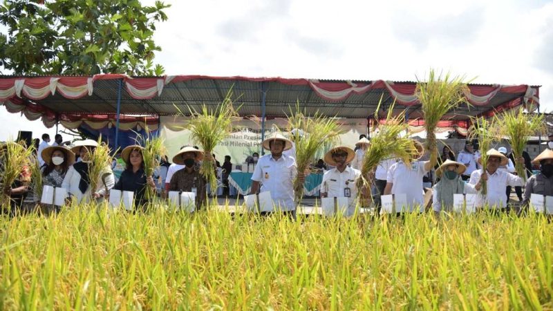 Wakil Bupati (Wabup) Sleman, Danang Maharsa, melakukan panen raya beras organik sistem pertanian presisi di Sumberharjo, Prambanan pada Rabu (22/06/2022).  (Foto:Pelopor.id/Ist)