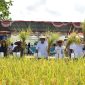 Wakil Bupati (Wabup) Sleman, Danang Maharsa, melakukan panen raya beras organik sistem pertanian presisi di Sumberharjo, Prambanan pada Rabu (22/06/2022).  (Foto:Pelopor.id/Ist)