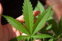 Daun ganja. (Foto:pelopor.id/Pixabay)