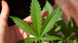 Daun ganja. (Foto:pelopor.id/Pixabay)