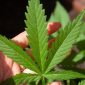 Daun ganja. (Foto:pelopor.id/Pixabay)