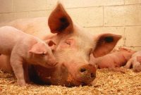 Ilustrasi ternak babi. (Foto: Pelopor.id/Pixabay/PublicDomainImages)